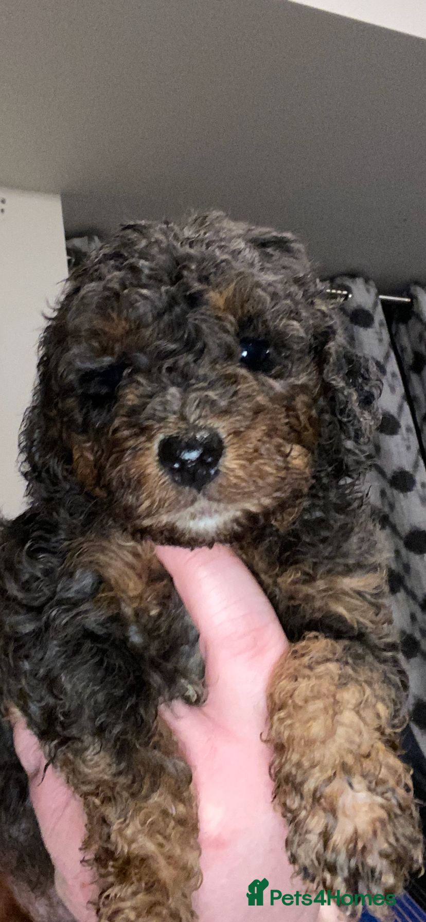 Toy Poodle dogs Beautiful Toy Poodle Pups  - Advert 5