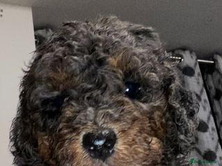 Toy Poodle dogs Beautiful Toy Poodle Pups - Advert 5