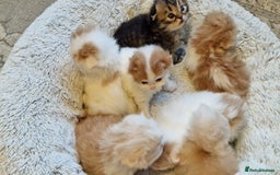 Scottish Fold cats for sale: Six little wonders looking for a new home - Image 12