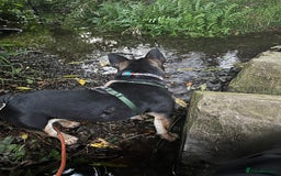 Mixed Breed dogs for sale: Koda the French/English bulldog cross - Image 8