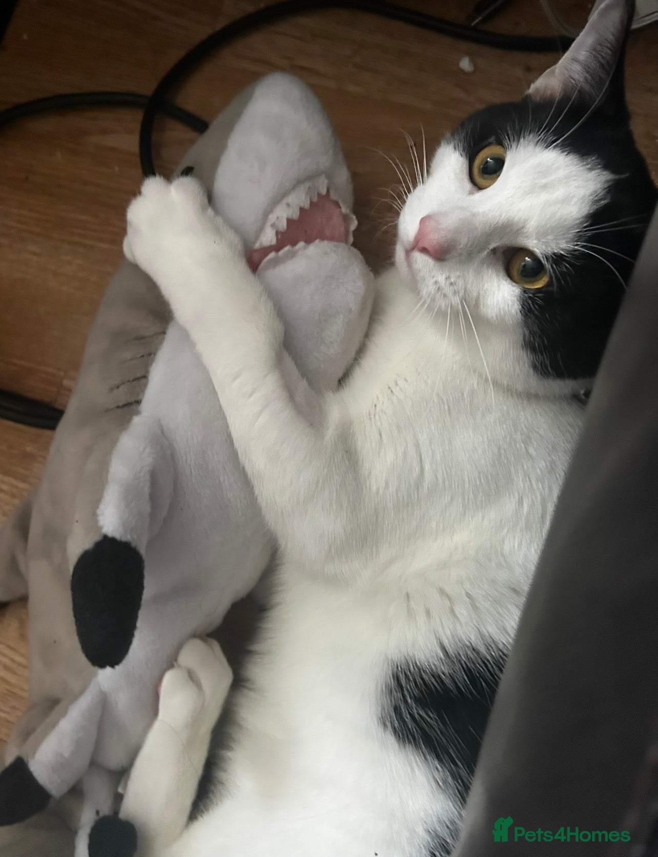 Domestic Shorthair cats 1 year old male cat  - Advert 1