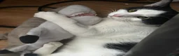 Domestic Shorthair cats for sale: 1 year old male cat  - Advert 1