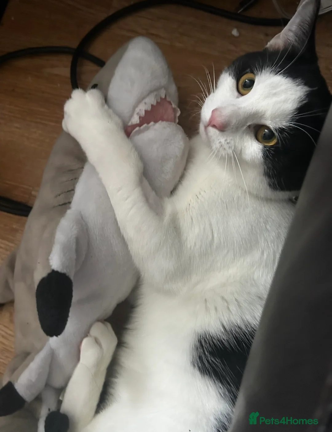 Domestic Shorthair cats for sale: 1 year old male cat  - Advert 1