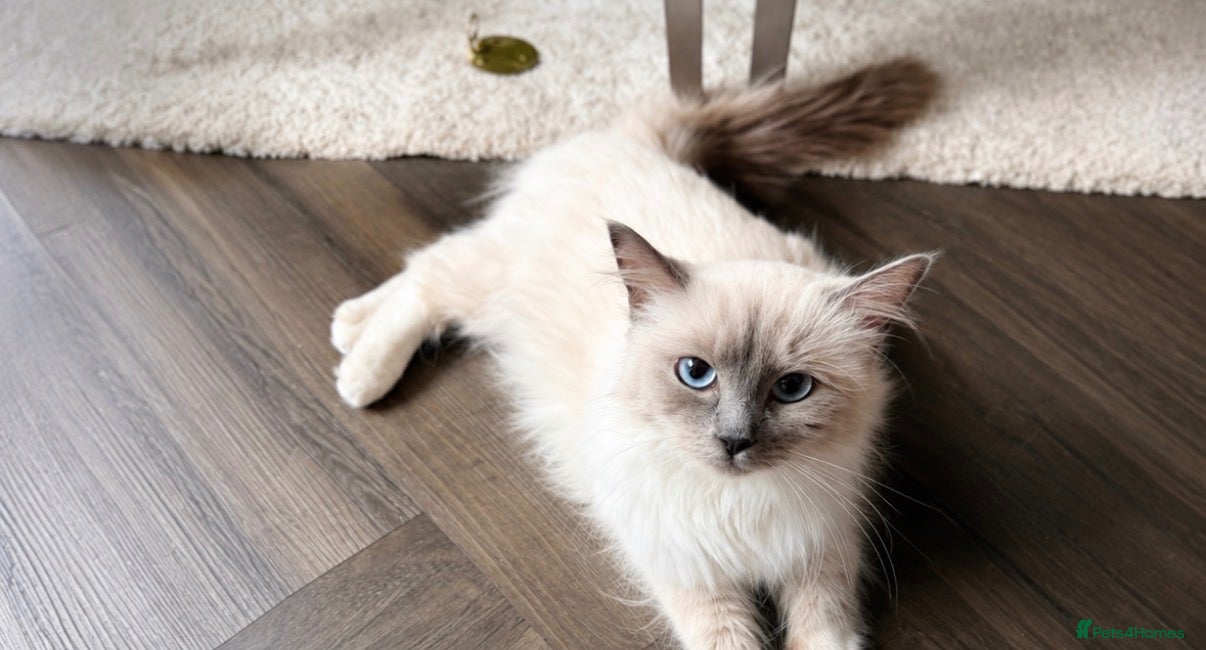 Ragdoll cats  Beautiful Blue Point Mitted Ragdoll Girl – Fluffy - Advert 6