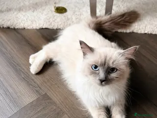 Ragdoll cats Beautiful Blue Point Mitted Ragdoll Girl – Fluffy - Advert 6