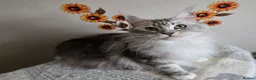 Maine Coon cats for sale: Silver tabby with white Maine Coon - Advert 3