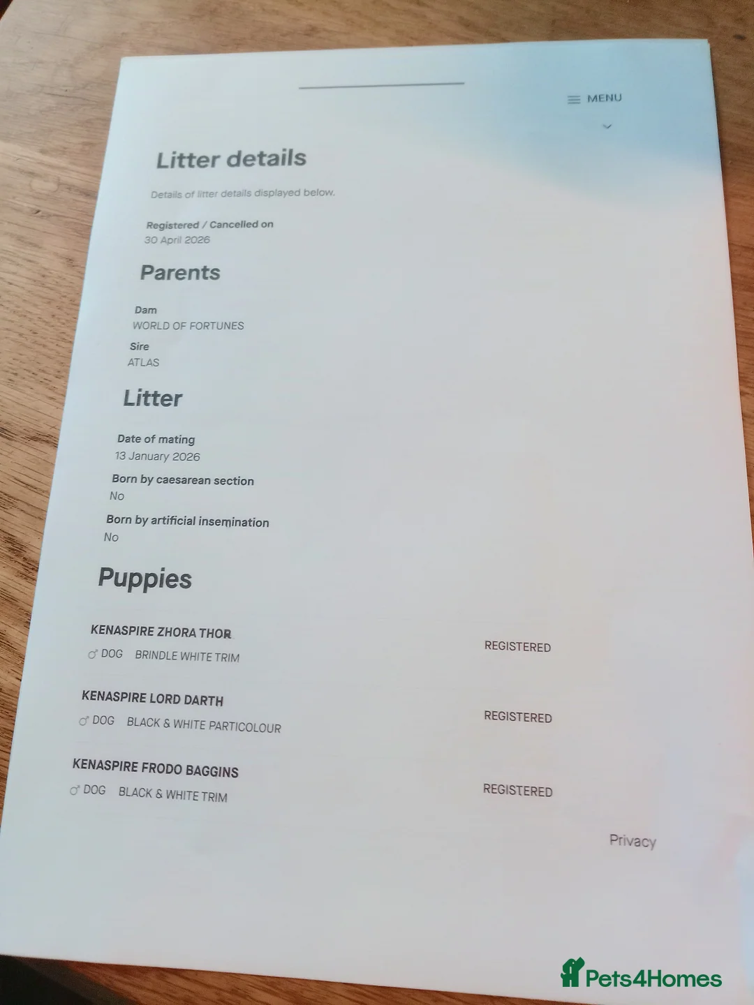Whippet dogs for sale: K C registered whippet puppies  - Advert 10