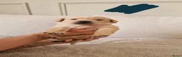 Labrador Retriever dogs for sale: Golden Labrador puppies (shorthair) - Advert 12
