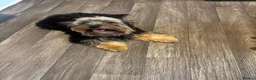 Biewer Terrier dogs for sale: Beautiful biewer terrier - Advert 1