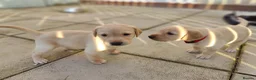 Labrador Retriever dogs for sale: Stunning, Well Bred Yellow Labrador Pups - Advert 8