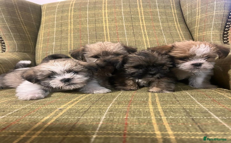 Shorkie dogs - Advert 1