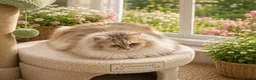 Siberian cats for sale: Ch. Sired Siberian Kittens - ready mid-September in Norwich - Advert 9