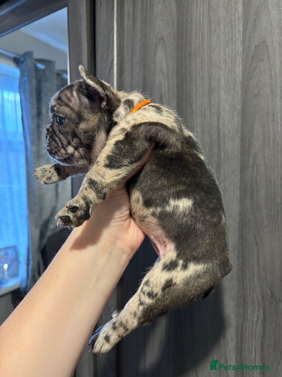 French Bulldog dogs for sale: French bulldog puppies  - Image 17