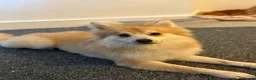Pomeranian dogs for stud: Pomeranian for STUD  - Advert 10