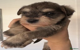 Miniature Schnauzer dogs for sale: KC reg mini schnauzer girl pup🩷  - Image 3