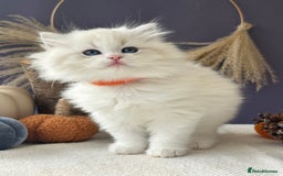 Ragdoll cats for sale: Stunning TICA Ragdolls  - Image 1