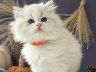 Ragdoll cats - Advert 1