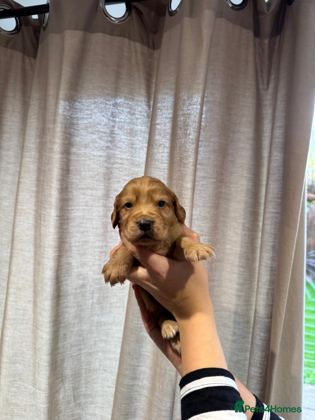Cocker Spaniel dogs for sale: Golden working Cocker spaniels - Advert 12