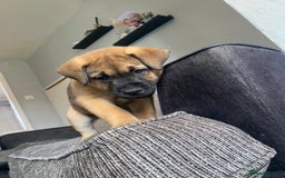 Mixed Breed dogs for sale: Rottweiler x Akita puppy  - Image 16
