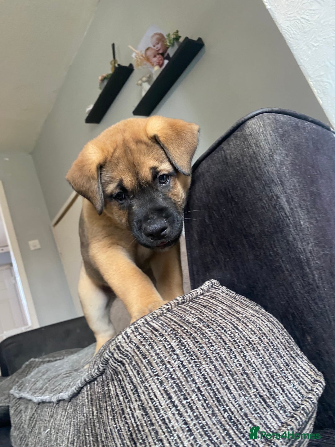 Mixed Breed dogs for sale: Rottweiler x Akita puppy  - Image 16
