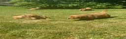 Mixed Breed dogs for sale: Golden Irish  - Advert 4