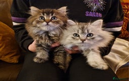 British Longhair cats for sale: Stunning kittens - Image 1