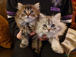 British Longhair cats for sale - Advert 1