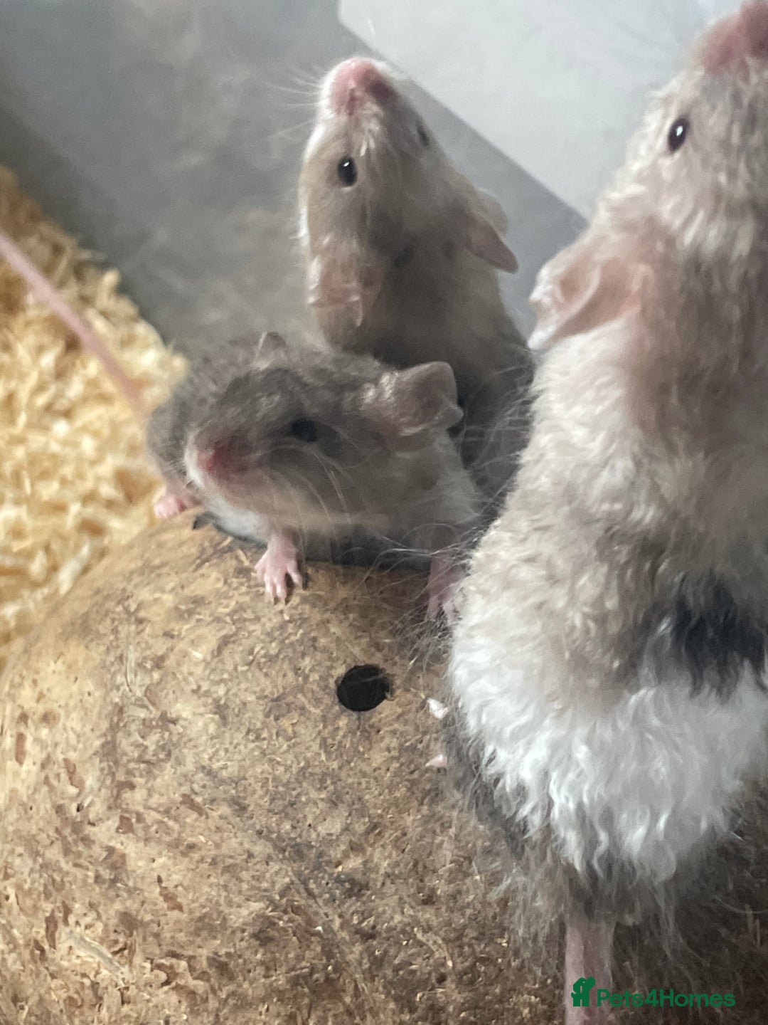 Mouse rodents for sale: Beautiful fancy mice looking for forever homes - Image 17