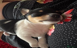 Pomchi dogs for sale: Pomchi x Jackchi puppies  - Image 6