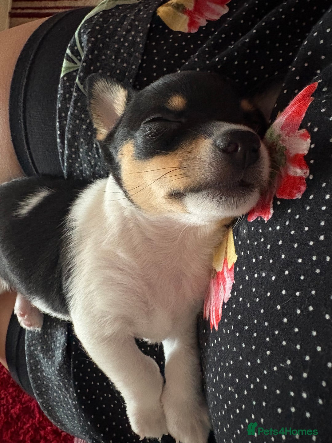 Pomchi dogs for sale: Pomchi x Jackchi puppies  - Image 6