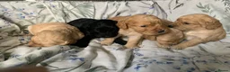 Cockapoo dogs for sale: Beautiful Cockapoo F1 Puppies  - Advert 4