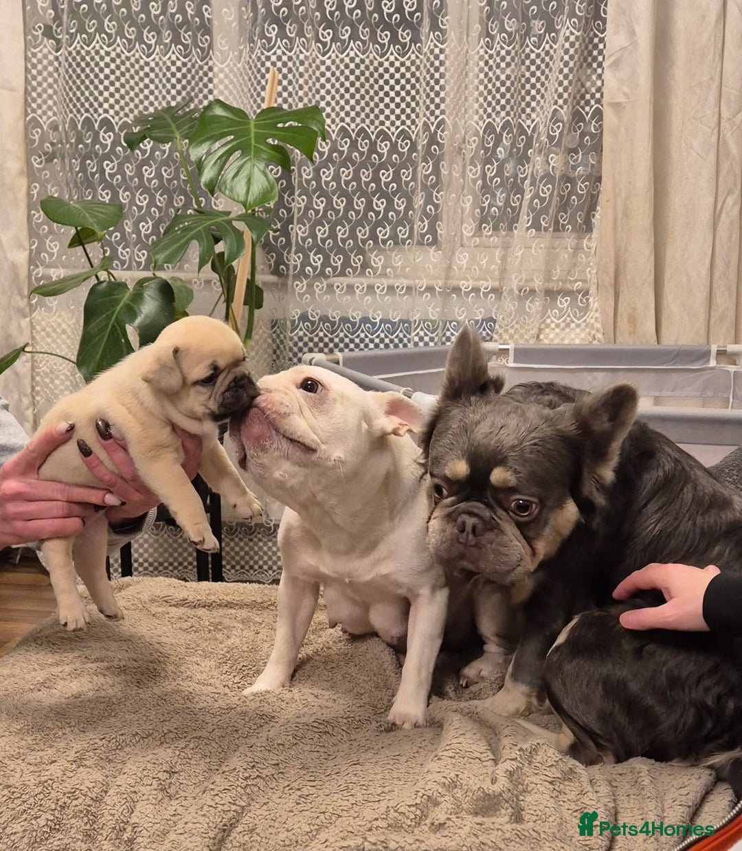 French Bulldog dogs for sale: French bulldog puppies for sale  - Advert 4