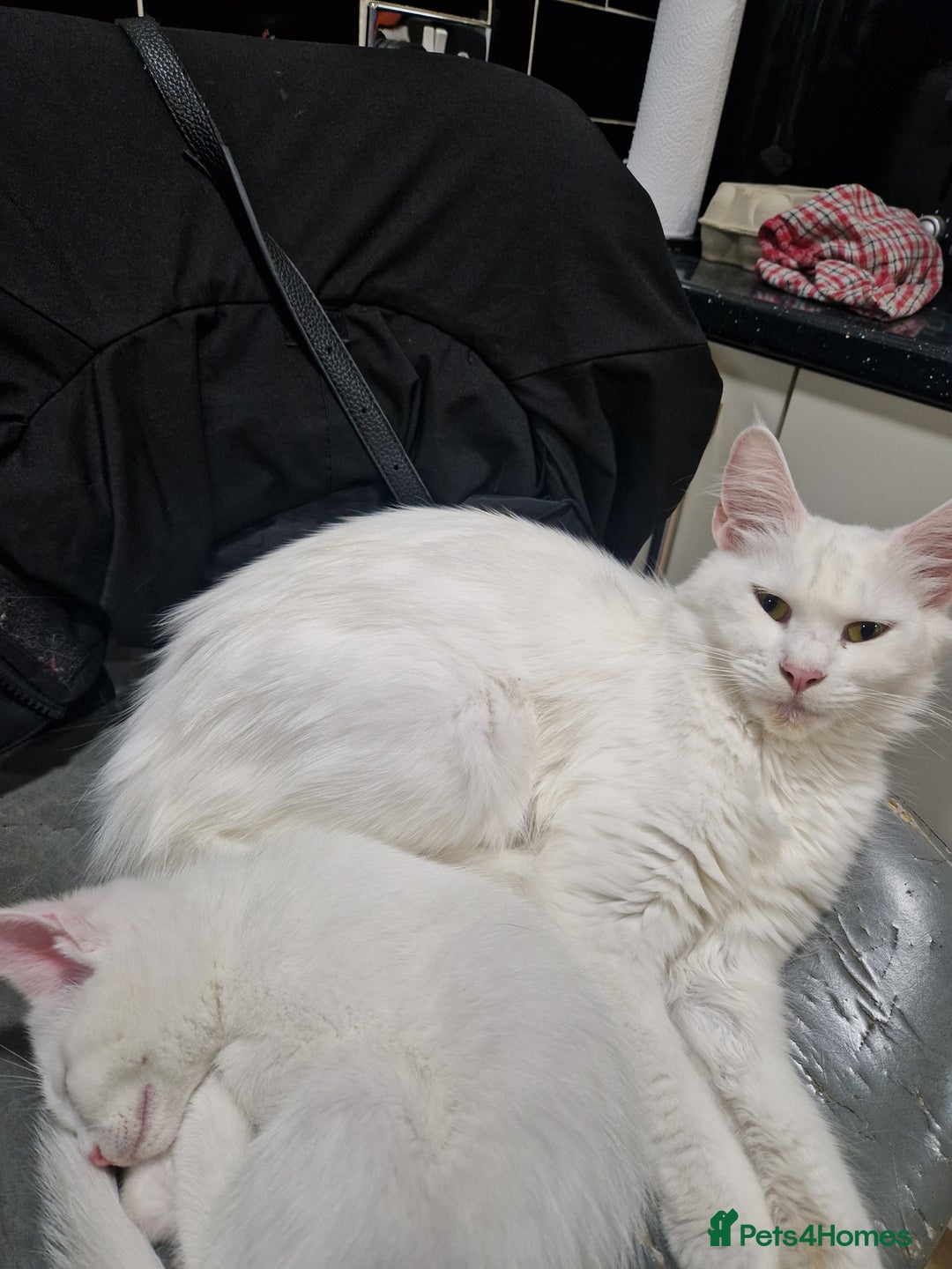 Mixed Breed cats for sale: Turkish angora x Main coon kittens ready now - Advert 9