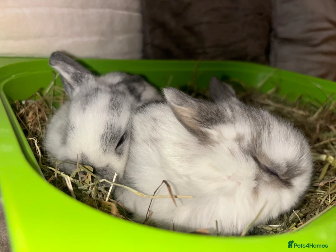 Mini Lop rabbits for sale: Pure Breed Mini Lop Butterfly new born bunnies  - Advert 34