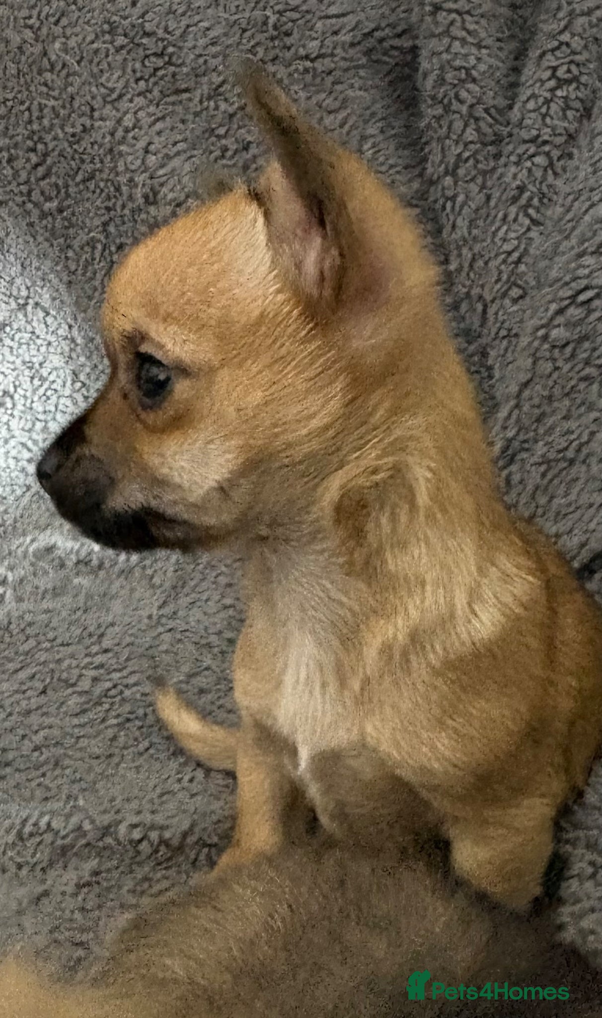 Jack Chi dogs Adorable 9 week old Chihuahua Jackchi pup - Advert 2