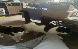 British Shorthair cats for sale: Mother and daughter cats  - Image 1