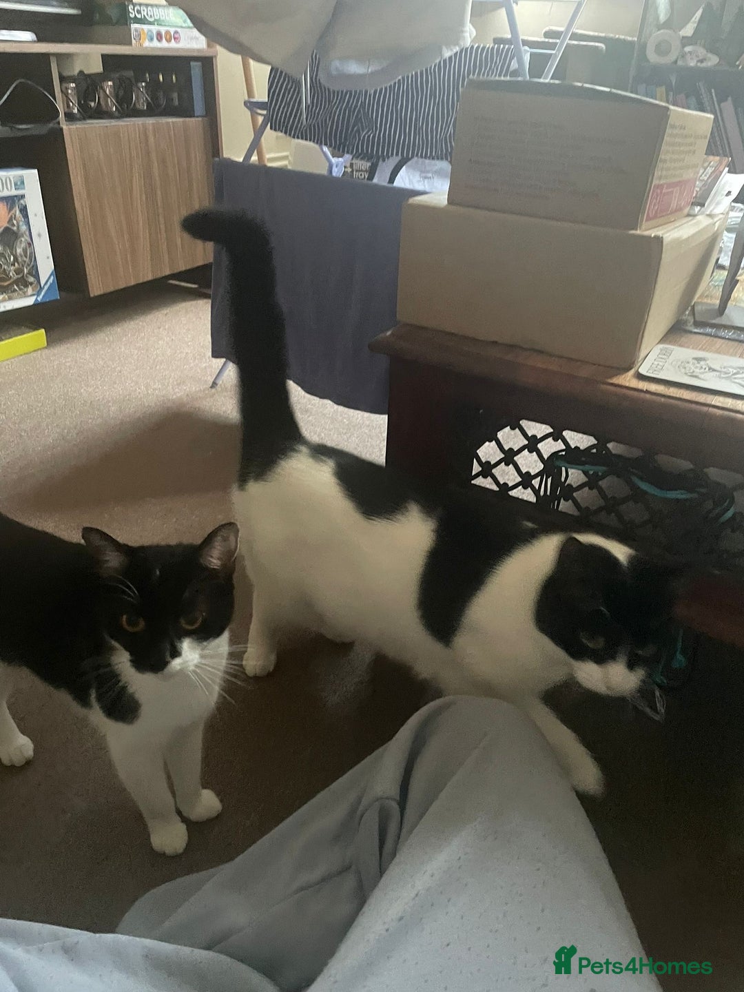 British Shorthair cats for sale: Mother and daughter cats  - Image 1