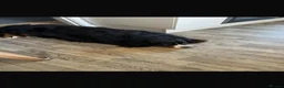 Bernese Mountain Dog dogs for sale: Gorgeous Bernese mountain dog male  - Advert 1