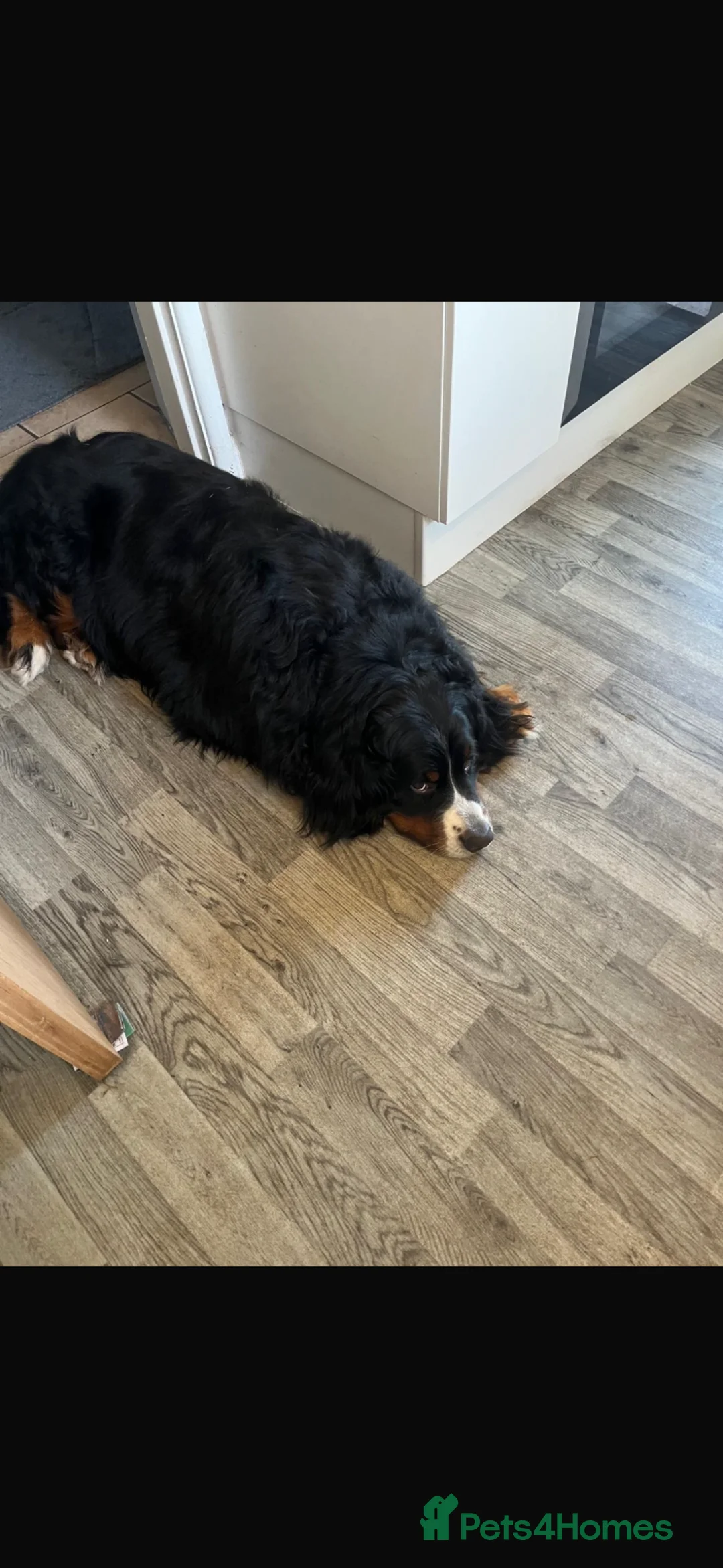 Bernese Mountain Dog dogs for sale: Gorgeous Bernese mountain dog male  - Advert 1