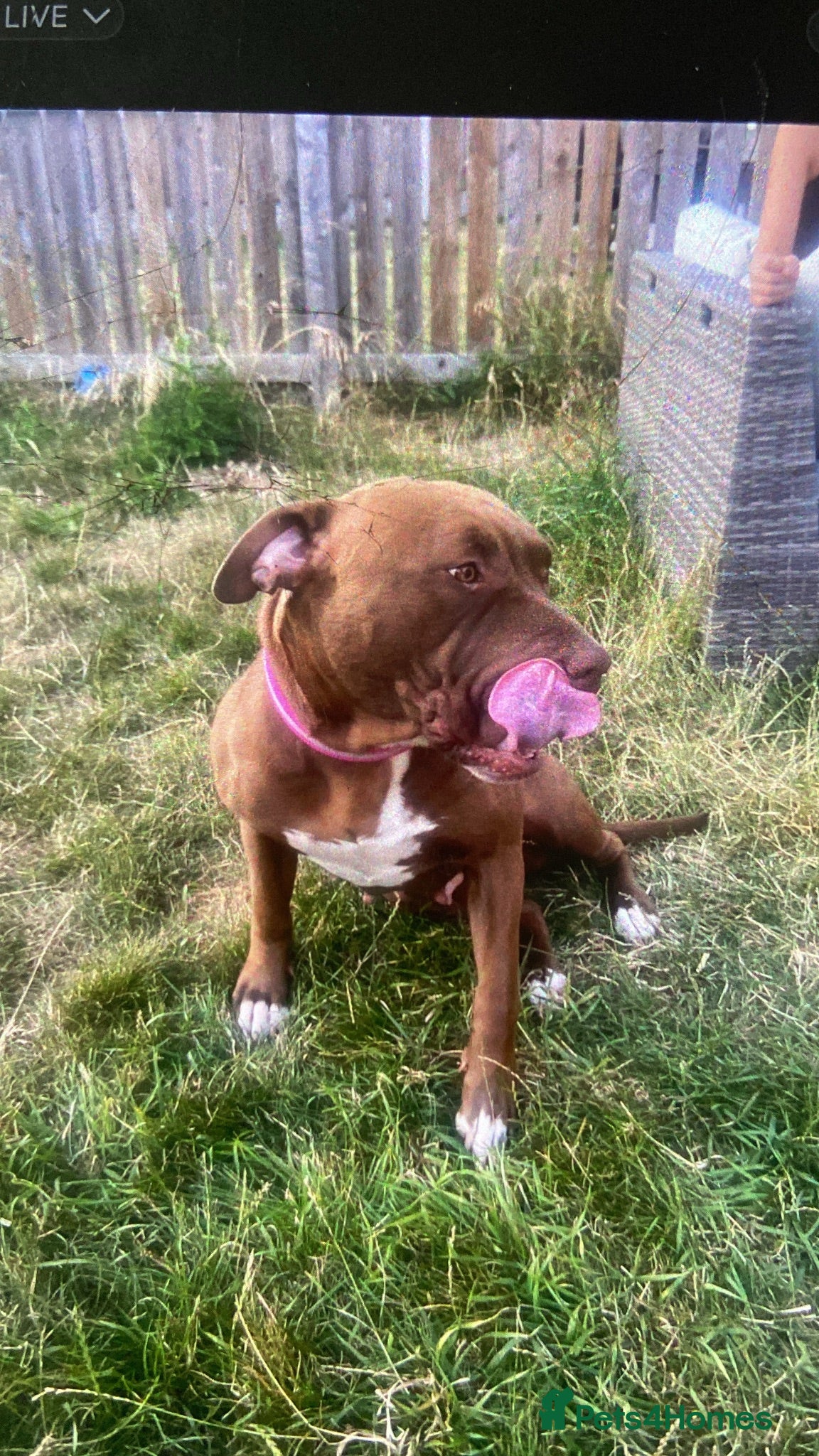 American Bulldog dogs Female 2 year old American bulldog - Advert 1