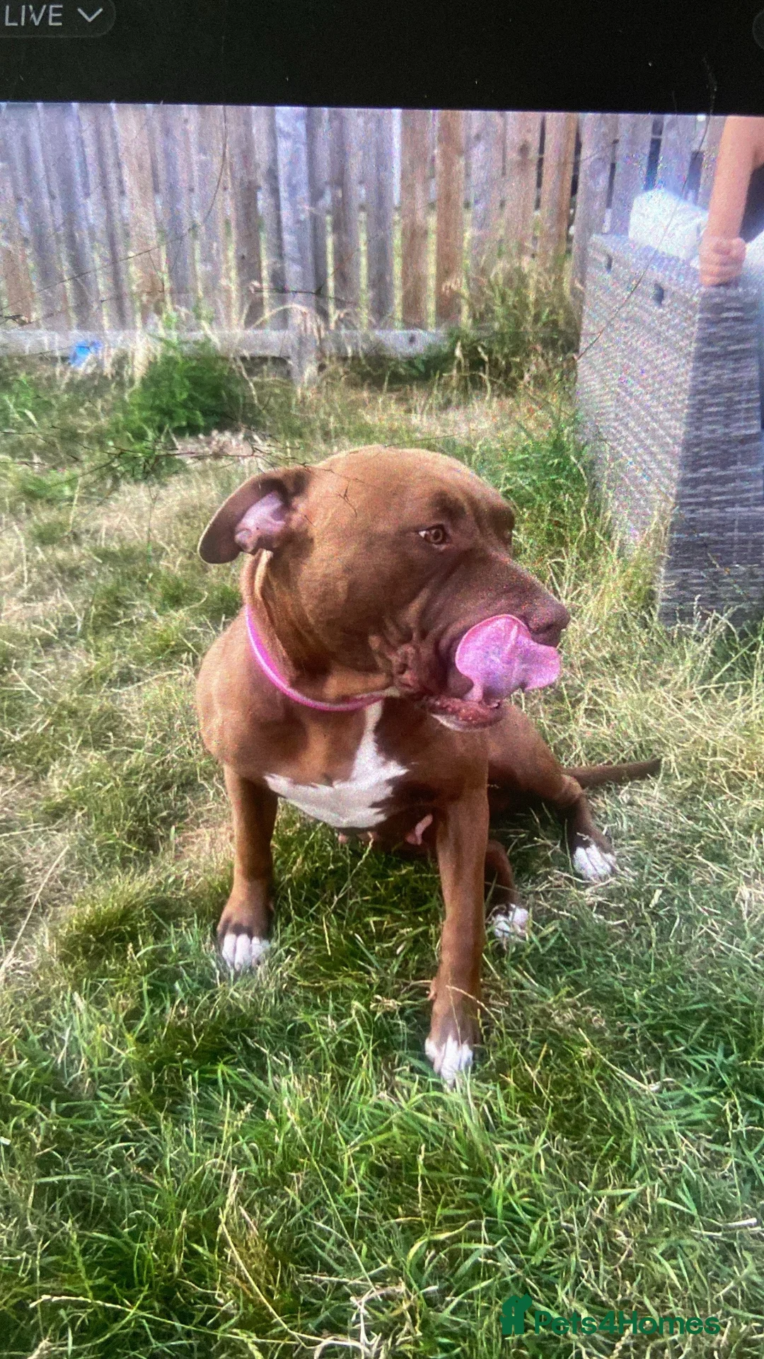 American Bulldog dogs for sale: Female 2 year old American bulldog in Liversedge - Advert 1
