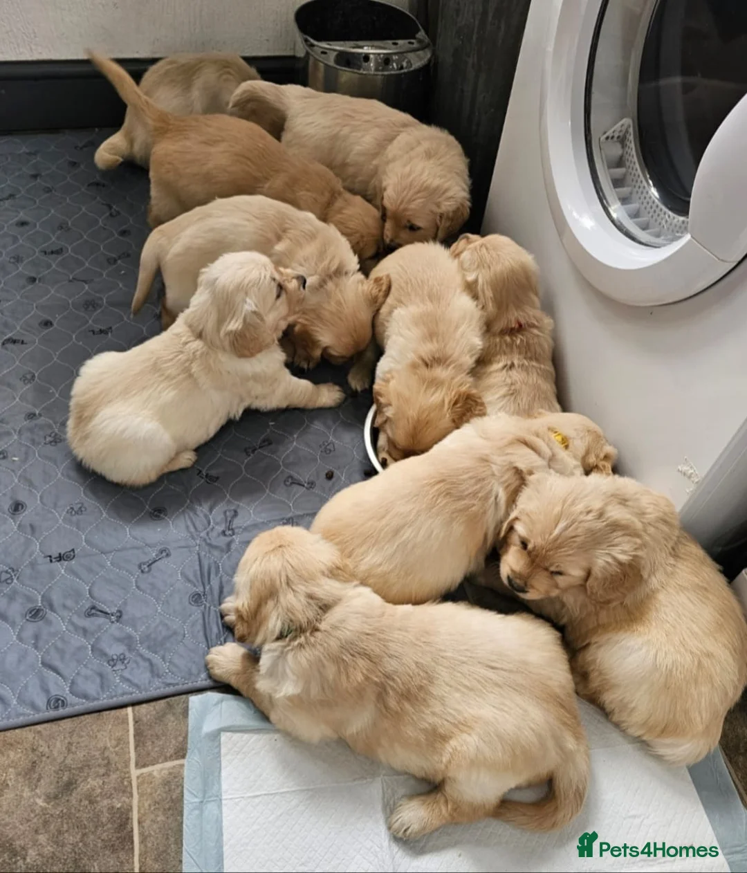 Golden Retriever dogs for sale: Gorgeous KC full pedigree golden retrievers  - Advert 10
