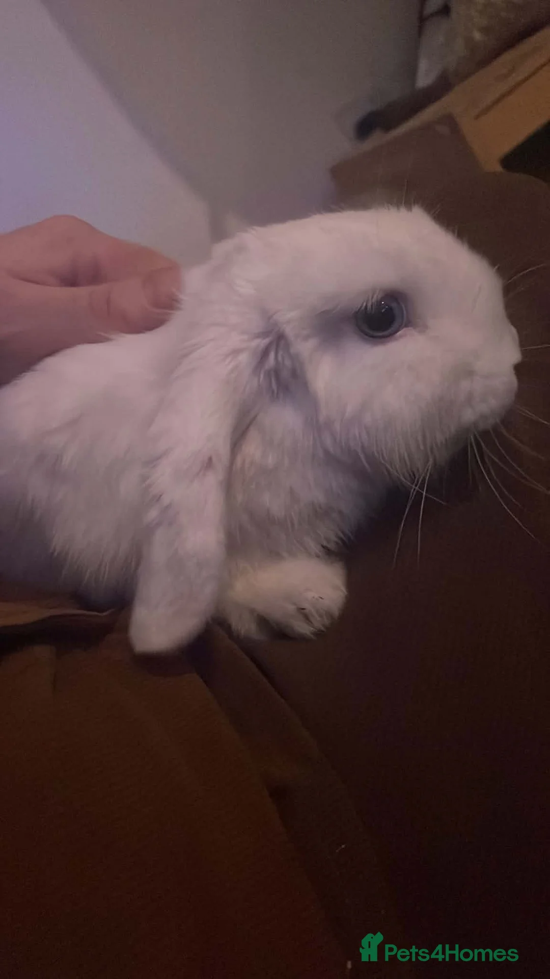 Dwarf Lop rabbits for sale: Dwarf Lop Grace - Advert 2