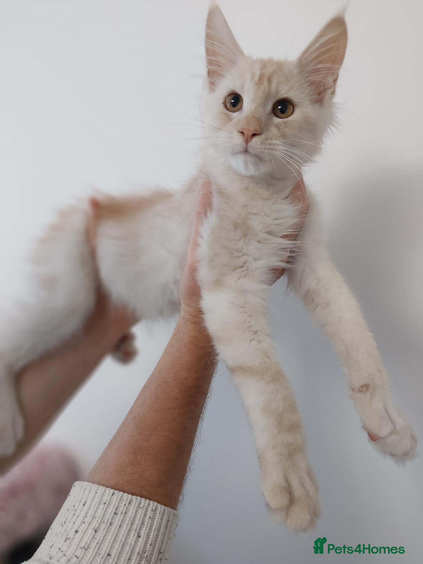 Maine Coon cats  RARELY LION KING - Advert 7