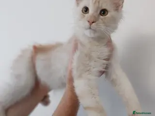 Maine Coon cats RARELY LION KING - Advert 7