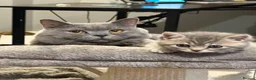 British Shorthair cats for sale: FOUR BRITISH SHORTHAIR KITTENS FOR SALE - Advert 13