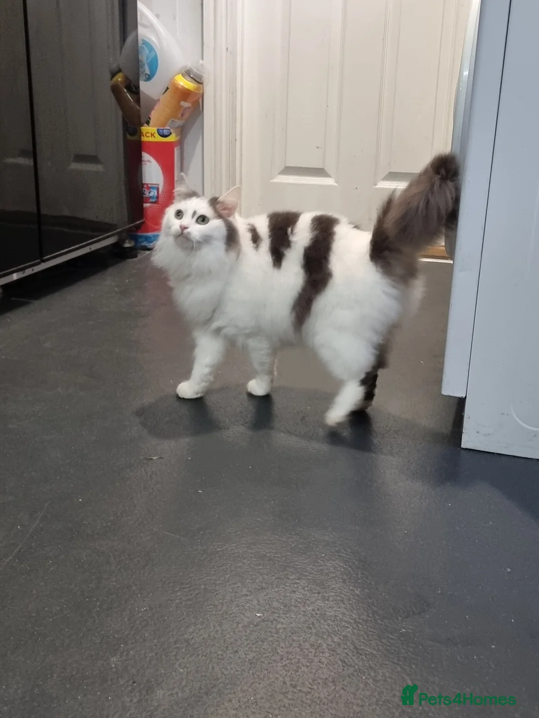 Mixed Breed cats for sale: Female cat - Advert 2