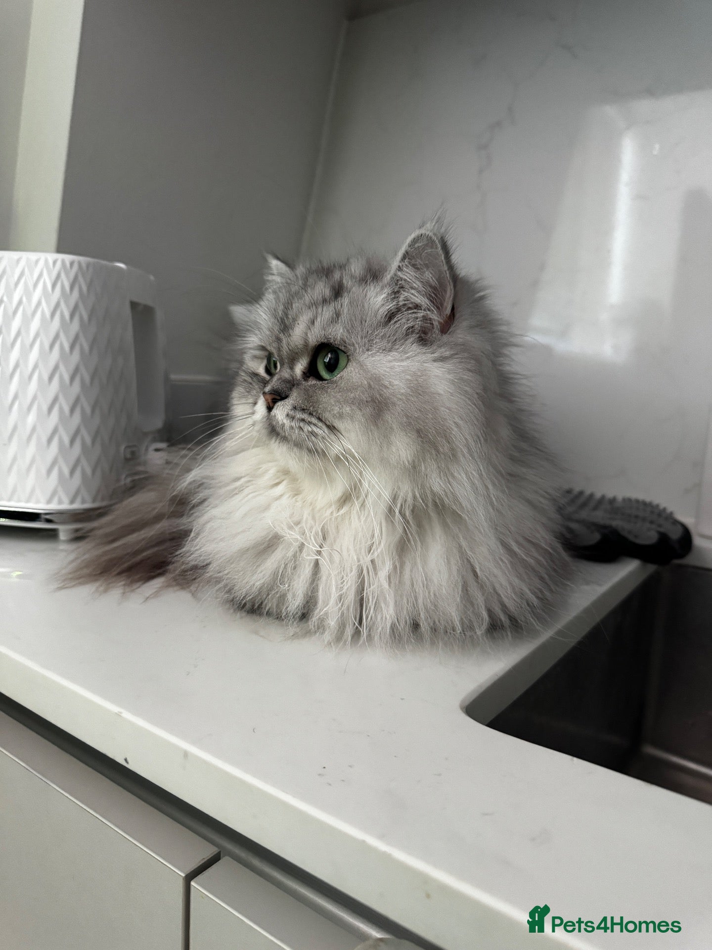 British Longhair cats 👑 FOUR LITTLE PRINCES! 🐾 looking for new home 🫶 - Advert 1