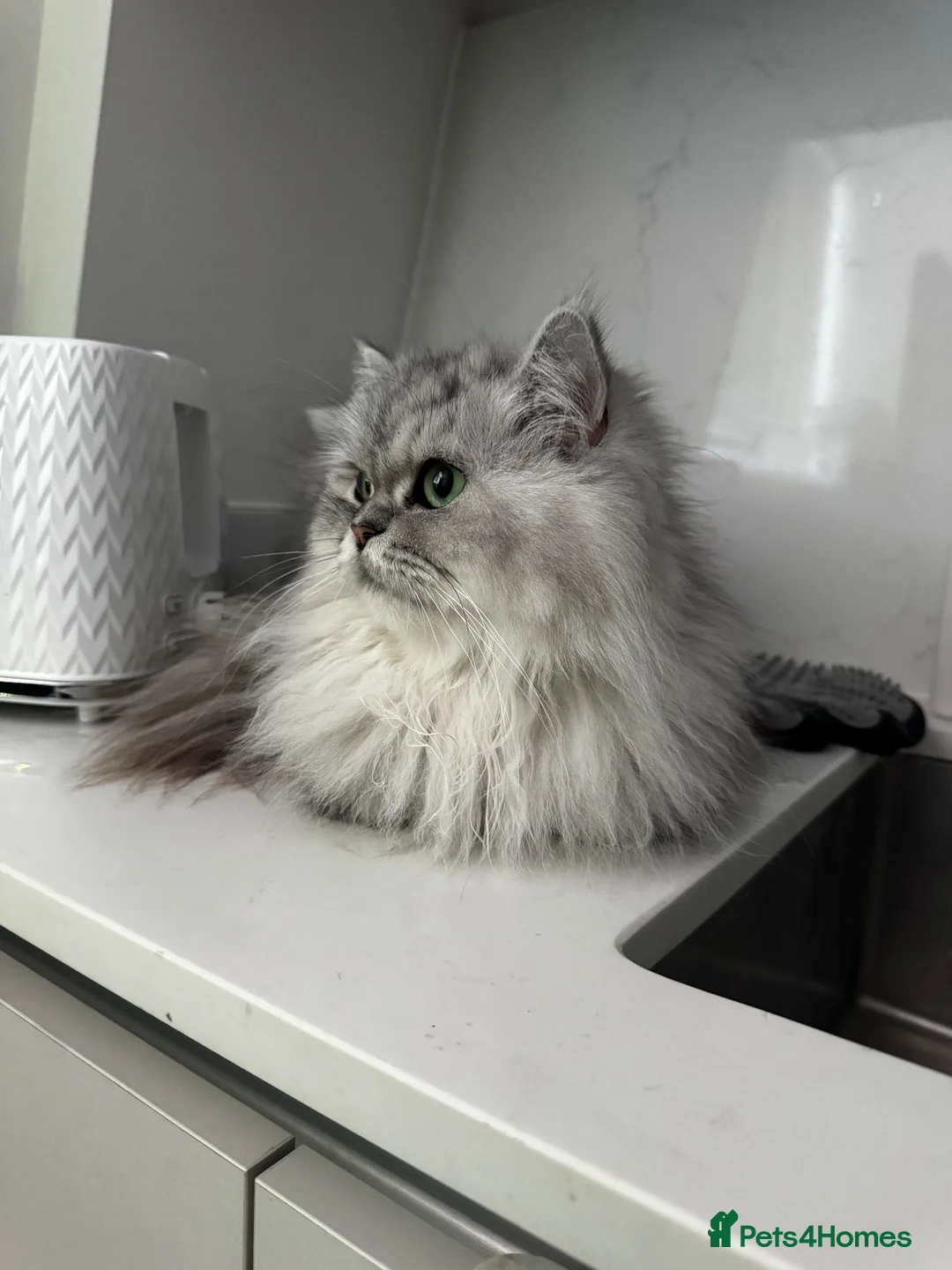 British Longhair cats for sale: 👑 FOUR LITTLE PRINCES! 🐾 looking for new home 🫶 - Advert 1