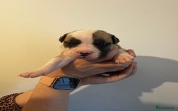Dorset Olde Tyme Bulldogge dogs for sale: Olde tyme bulldogge puppies - Image 8